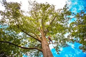 Best Tree Trimming and Pruning  in Kailua, HI